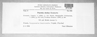 Puccinia drabae image